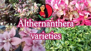 Alternanthera Plant Varieties [upl. by Sophia]