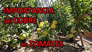 COBRE para las TOMATERAS y Demás CULTIVOS Para que Sirve y Cómo Usarlo [upl. by Rosina]