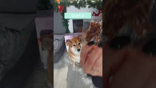 Dzień 2 kalendarz Miyu dog shiba adventcalendar [upl. by Cerys246]