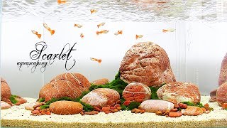 HOW TO Easy Guppy Aquarium  Aquascaping SCARLET [upl. by Boswell]