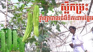 ដើមម្រះថ្នាំព្យាបាលជំងឺទឹកនោមផ្អែម នឹង​​ មហារីក​  Advantage of Momordica charantia Linn [upl. by Nivonod]