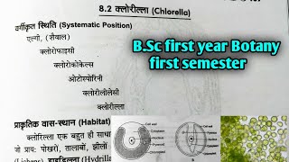 Chlorella algae क्लोरीला  BSc first Year Botany first semester Microbiology and plant pathology [upl. by Fayette]