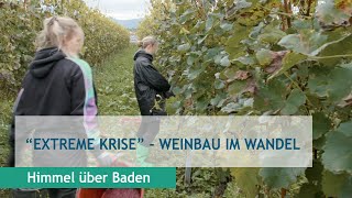 quotExtreme Krisequot  Weinbau im Wandel [upl. by Ovatsug]