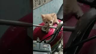 Loudly Crying Hungry Stray Kitten 😭😭😭😭😭😭😭😭😭 [upl. by Fassold]