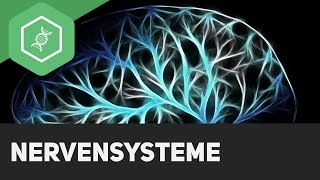 Nervensysteme  Überblick [upl. by Ennylcaj14]