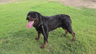 SnubNose Rottweilers Xolotl SnubNoseRottweilers [upl. by Ajdan]