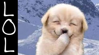 Funny Dogs  Worlds Funniest Dog Video Ever [upl. by Cigam]