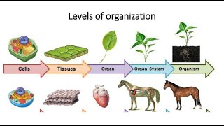 Levels of Organization in Biology [upl. by Adnamahs]