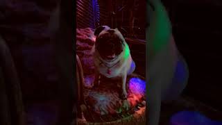 October 29 2024 animal puggle funny funnyanimal pug comedy 🎇🥰❤️🪔 happydiwali [upl. by Ramsey]