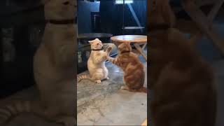 Funcat video part1😹😹 [upl. by Aliahkim]