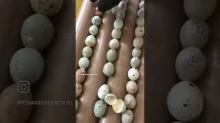 تفقيص فراخ كناري في الفقاسة hatching Canary chicks in incubator [upl. by Lashar]