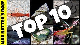 Top 10 Clean Up Crew for Your Reef Tank [upl. by Clarissa]