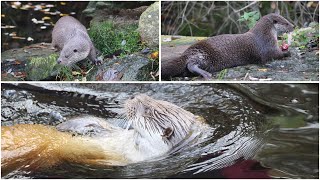 🇦🇹 Unterwasserreich Schrems amp Otto der Fischotter 😍 [upl. by Thorny]