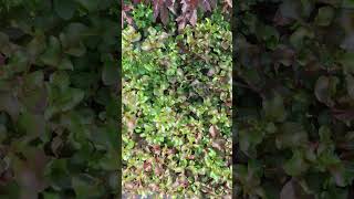 Healthy and Fresh Longetivy Spinach shortvideo nature chinesegarden ediblegarden kitchengarden [upl. by Inirt165]