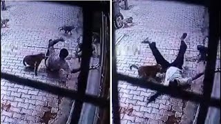 Angry Monkeys Attack Man Outside his Home [upl. by Tnecniv338]