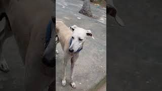 veetla Thandama irukuran trending funny doganimallover shortsvideo [upl. by Anaet97]