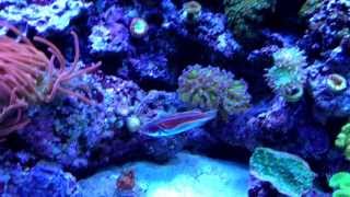 Labouts Fairy Wrasse in mixed reef [upl. by Accalia877]