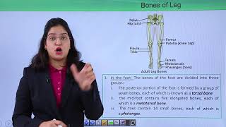 Class10th – Bones of Leg and Foot  Locomotion and Movement  Tutorials Point [upl. by Mello]