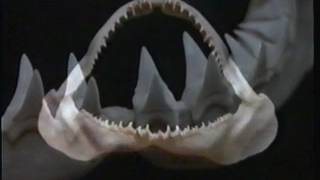 La guia maxima Tiburones  Discovery Channel 1996 [upl. by Armyn]