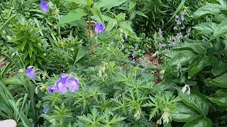 Cranesbill or Hardy Geraniums [upl. by Morvin]