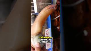 This Creature is Geoduck animals facts [upl. by Uaeb]