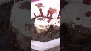 Ganoderma मशरूम के है बहुत फ़ायदे  Mushroom Business  Mushroom Farming  shorts viral [upl. by Toby]