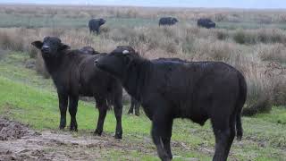 Natuur in Nederland Biesbosch vos indischegans waterbuffel wildlifevideography wildlife [upl. by Rycca]