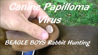 Canine Papilloma Virus  2015Beagle Boys Rabbit Hunting [upl. by Kay350]