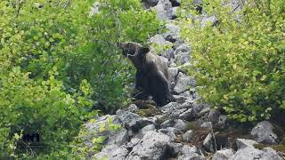 OSO COMIENDO AVELLANAS en SOMIEDO Ursus arctos [upl. by Hyland]