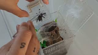 Rehouse Caribena versicolor Antilles pinktoe tarantula [upl. by Lindahl]