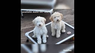 Lagotto Romagnolo puppies [upl. by Elbag898]