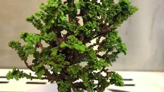 Hinoki Sekka Bonsai 3 July 2018 [upl. by Sorel]