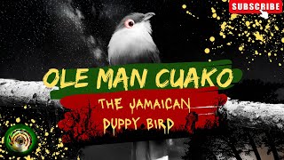 🇯🇲Old Man Cuako The Jamaican DUPPY BIRD 🇯🇲 Old Man Cuako 🇯🇲 [upl. by Akimet675]