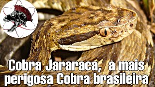 Cobra Jararaca a mais perigosa Cobra brasileira  Biólogo Henrique o Biólogo das Cobras [upl. by Etterb60]