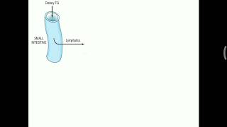 Summary of Chylomicron metabolism [upl. by Anahs]