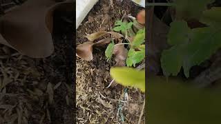 All time fruit Dene wala plant small mulberry p care tipsshort [upl. by Kyl439]