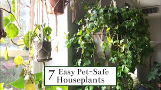 7 Easy PetSafe Houseplants [upl. by Vanny]