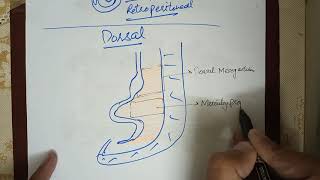 Digestive System Embryology lec2 Development of Mesenteries Falciform Ligament and Omentums [upl. by Cal678]