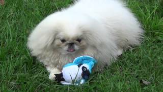 Pekingese dogs playing with a toy [upl. by Nickie]