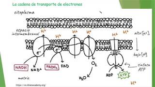 beta oxidación de ácidos grasos [upl. by Fatima832]