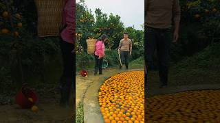 Orange fruit video 🍊🍊 Amazing Morang Fruits shorts motivation youtubeshorts [upl. by Bornstein516]