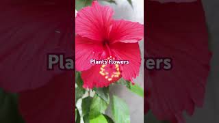 plants gardening plantlover flowers aprajitaflowers ytshorts short shorts shortsfeed [upl. by Blaine470]