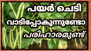 പയർ കൃഷി വാട്ടം കാരണങ്ങളും പരിഹാരവും payar krishi vaattam payar krishi tipsthanduthurappan [upl. by Anitrebla609]