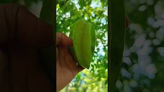 Khota mitha⭐fruit naturalife fruitcutting viralvideo harvesting trending shortsgardening [upl. by Akiemahs323]