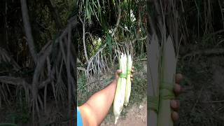 Ganjam Kewda Flower  Odisha berhampur travel kewda ganjam Pandanus odorifer agriculture [upl. by Anatlus]