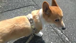 チマビッチ 朝のお散歩風景～ コーギー犬 13才のおばあちゃん犬 [upl. by Prudy]