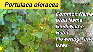 Portulaca oleracea  LOCAL NAME  URDU  HINDI NAME  FLOWERING TIME  USES  HABIT [upl. by Amati260]