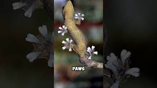 Geckos Have INCREDIBLE PAWS  Amazing Geckos 🤓 [upl. by Kirshbaum]