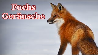 Fuchs Geräusche  Welche Geräusche macht ein Fuchs [upl. by Silvestro]