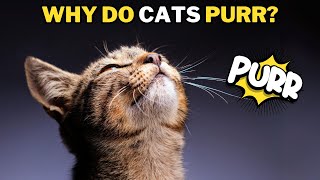 How and Why Cats Purr Explained [upl. by Dowdell573]